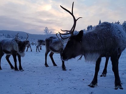 Rollstuhlgerechte Unterkunft - Unterkunftsart: Ferienwohnung - You get to say hello to the locals! - The Friendly Moose Lapland