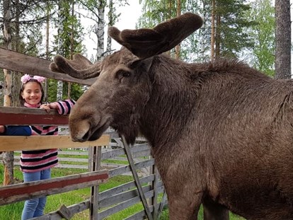 Rollstuhlgerechte Unterkunft - Unterkunftsart: Ferienwohnung - Oscar The Moose is the friendliest moose we know. You can stroke him and feed him. He is beautiful. - The Friendly Moose Lapland