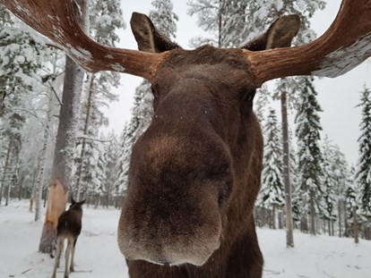 Rollstuhlgerechte Unterkunft - Unterkunftsart: Ferienwohnung - The Friendly Moose Lapland