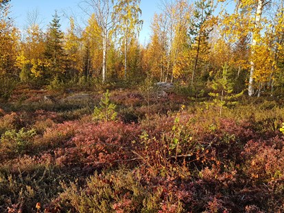 Rollstuhlgerechte Unterkunft - Unterkunftsart: Ferienwohnung - Autumn is a beautiful time in the forest.  - The Friendly Moose Lapland
